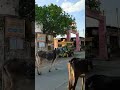 Mini Vlog: A day in the heart of the village🌾Mountains, Mandirs, and Meals. Sometimes, #viral #vlog