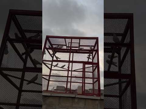 Jaal Tayar Karachipigeonclub Pigeon Birds Kabootarbazi Pigeonbird