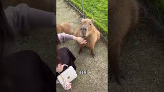 Hewan Ramah Asal Amerika Selatan (Lebih informatif)