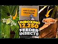 Reptile Room Tour &amp; Unboxing 2000 Crickets | 10,000 Mealworms | 250 Fly Larvae (Reptiles Eating)