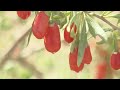 Goji berries enter harvest season in nw china