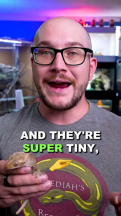 Dune Geckos Are Really Amazing Pets! #geckos #reptiles