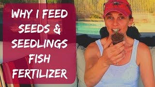 When, What & How To Fertilize Seedlings & Seeds  Tomatoes, Peppers, Cucumbers  Fish Fertilizer