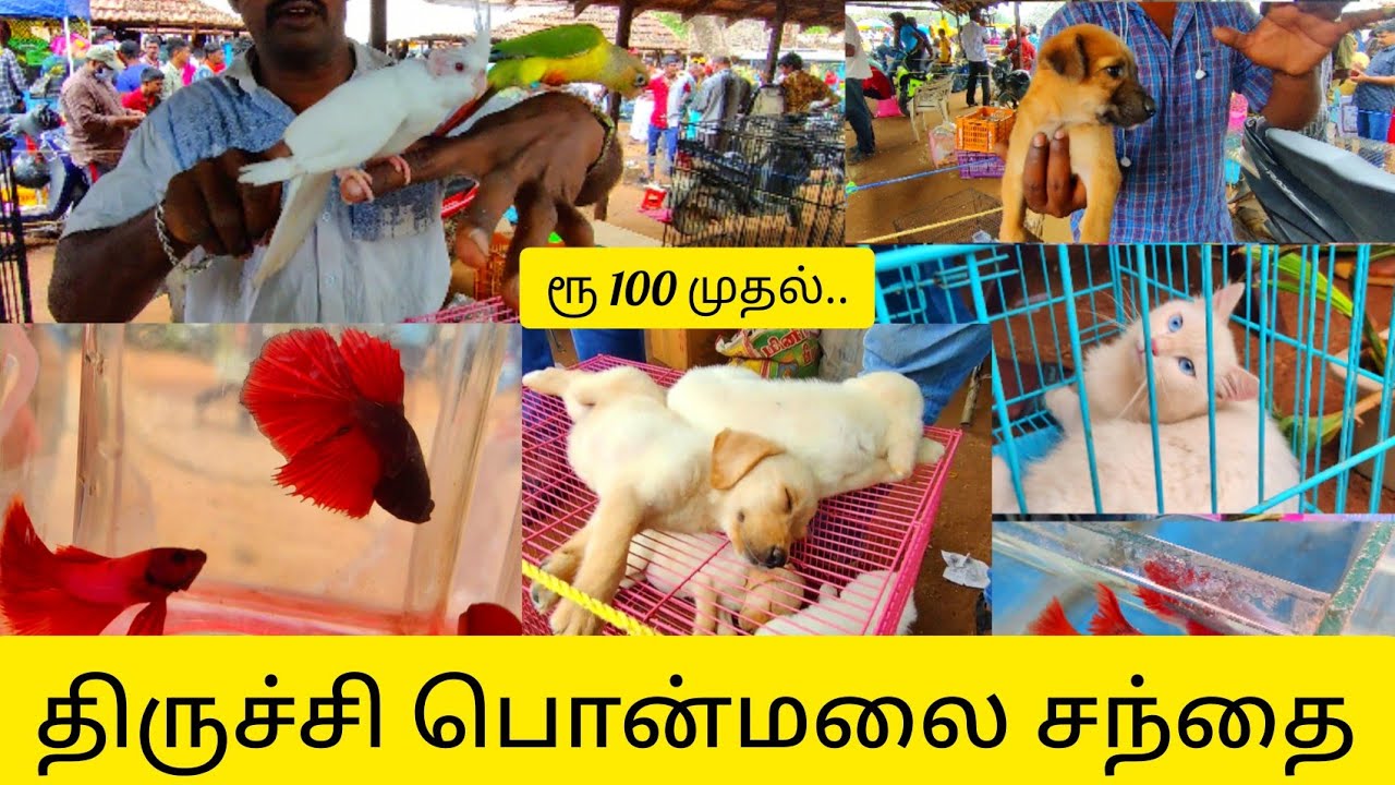 cheap-best-pet-market-tamil-ponmalai-santhai-thirchy-ponmalai-pet