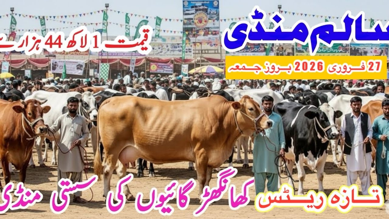 Salam Mandi Bhalwal | Top Class Khangar Cows | Salam Mandi Fresh Rates And Updates |27 February 2026