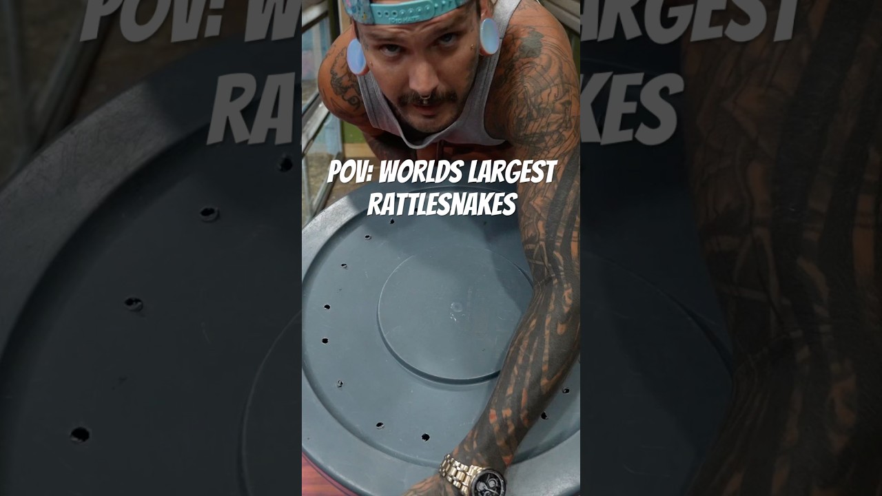 КРУПНЕЙШИЕ В МИРЕ ГИБРИДНЫЕ ГРЕМУЧИЕ ЗМЕИ! 