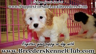CAVAPOO PUPPIES FOR SALE, GEORGIA LOCAL BREEDERS, NEAR ATLANTA, GA