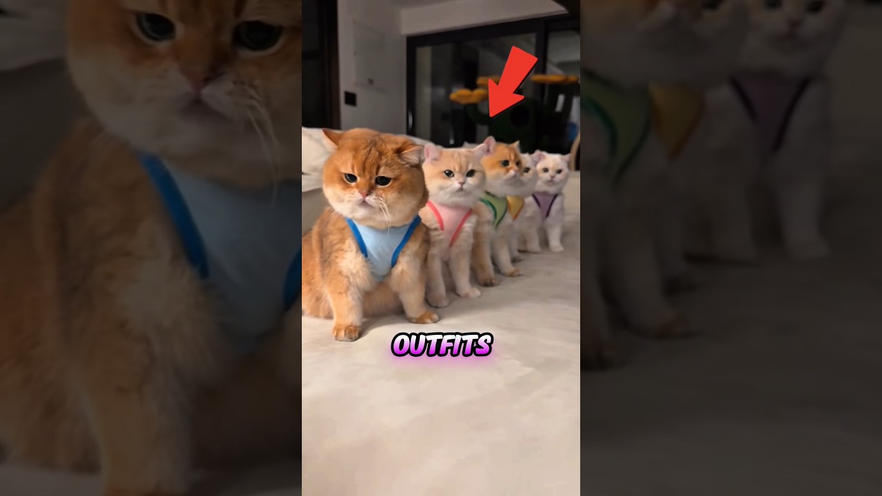 The Cat Who Changed Christmas Night 🥹❤️‍🩹 