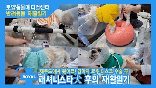 [강아지재활] 제주 패셔니스타 강아지 &#39;후&#39;의 요추 디스크 수술 후 재활 [로얄동물메디컬센터]