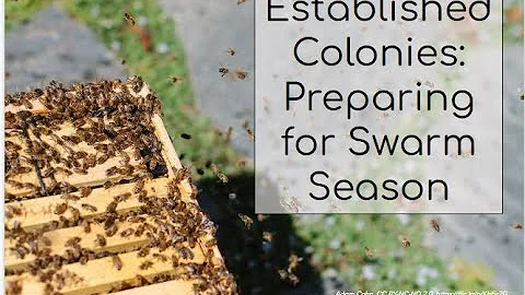 Established Colonies:  Preparing for Swarm Season