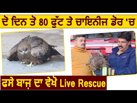 दो दिन से 80 फुट उचाई पर फसे बाज़ का देखें Live Rescue