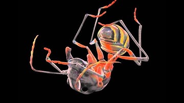 Ant 3d Model, Animated Preview and Test