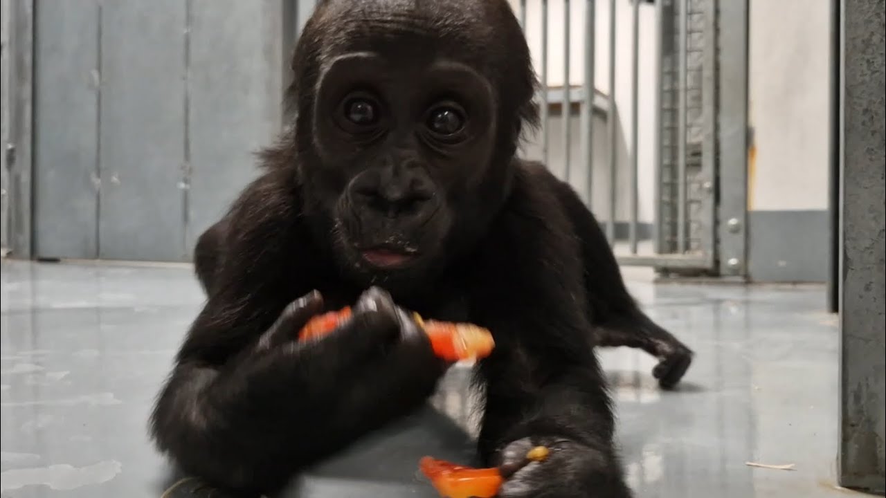 Utíkám mámě, chňapu po kameře a pochutnávám si aneb Mobi v zázemí (Martin Vojáček)