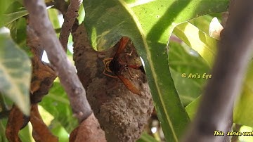 Mud Dauber Wasp building Mud Nest  Part 6