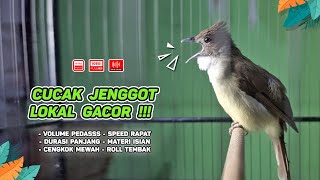 Cucak Jenggot Gacor Cocok Untuk Masteran Murai Batu Dan Pancingan Burung Bahan  Episode 05 
