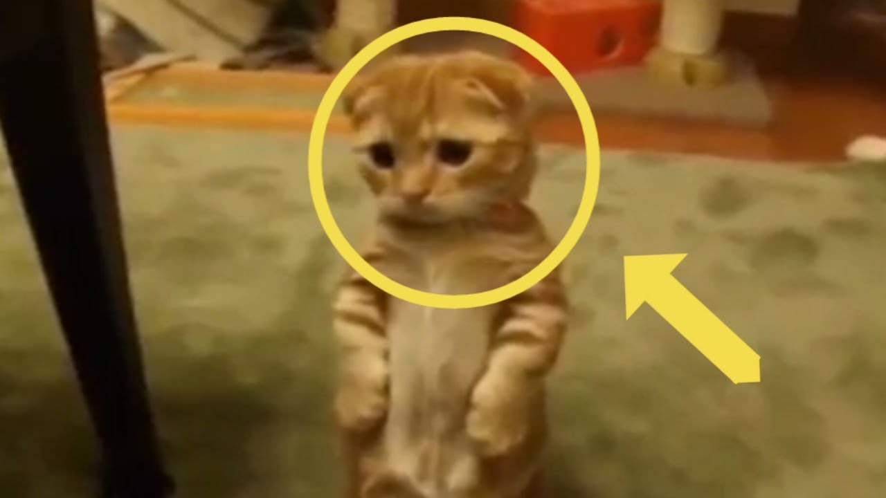 KUCING MENGGEMASKAN DAN LUCU SEKALI - YouTube