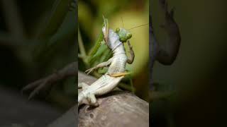 pray mantis eating snake|#shorts #animal#animals#viral#prayingmantis #mantis #prayingmantis