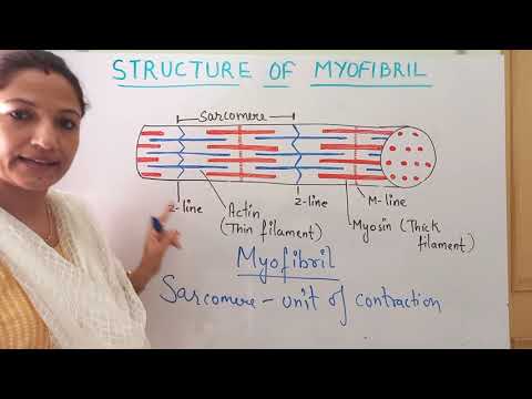 STRUCTURE OF MYOFIBRIL : A BAND , I BAND, SARCOMERE (CLASS XI NCERT / NEET)