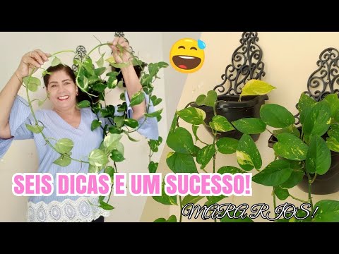 Vídeo: Cuidados com plantas de cobra: dicas para propagar plantas de cobra