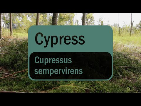 Video: Växande Cypress I En Stadslägenhet