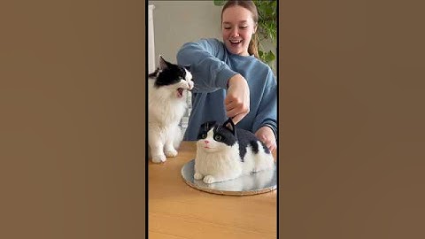 Cat Cake cutting prank #cat #cake #prank #sora #ai #funny #viral #shorts
