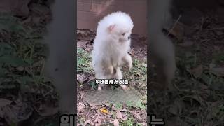 앞다리를 들고 다니던 강아지가 다시 네 발로 걷게 된 이유