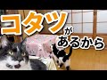 【ねこ動画】ウチには猫専用こたつがあるから