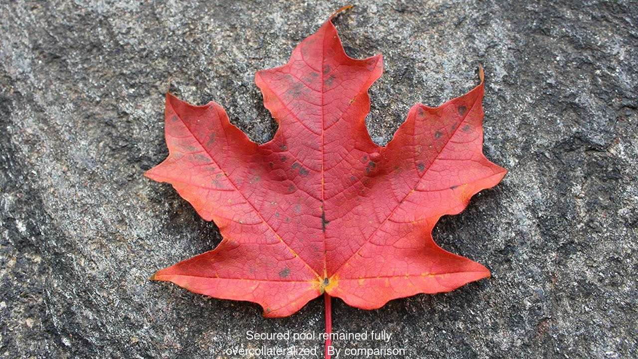Crypto Crash Defied: Maple Emerges Unbroken!