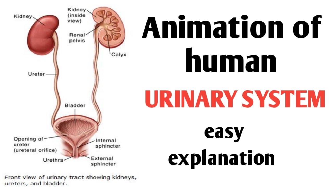 urinary system animation in Urdu Hindi/urinary system explanation