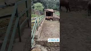 Explorando el Parque Ocotal del Estado de México!! Zoológico y Hotel😱 #joco