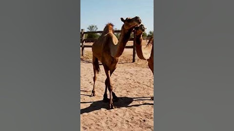 The Science Behind Camel Breeding and Growth 64