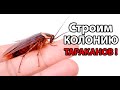 Строим колонию ТАРАКАНОВ ! ( Acucalypse )