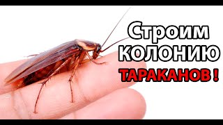 Строим колонию ТАРАКАНОВ ! ( Acucalypse )