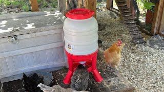 New Feeder For Chickens ! ~ With Twin Cities Adventures