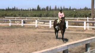 Samson - Big Irish TB Gelding - Flat Class - Hunter under Saddle @ WKR&P