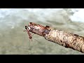 Myrmecia Australian Bull Ant exploring a creek