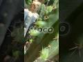 MOCO so LOCO #moco #loco #cactus #aeroles #cactusjeff
