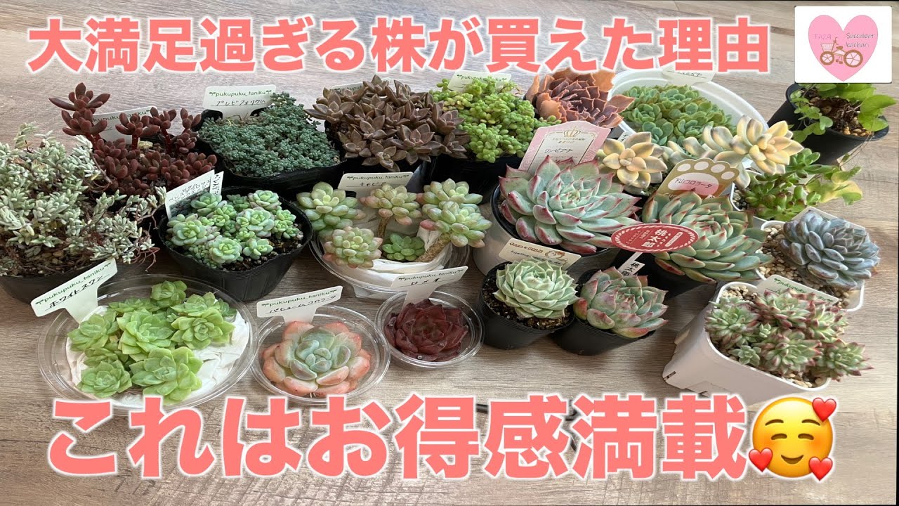 【多肉植物・多肉狩り】イベント多肉に多肉植物専門店での購入品