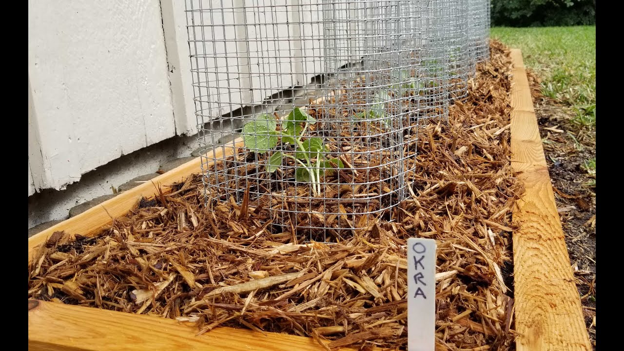 New Okra Raised Bed May 15 2020 YouTube