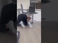 ギリギリセーフだけどなんか嫌 #柴犬 #豆柴
