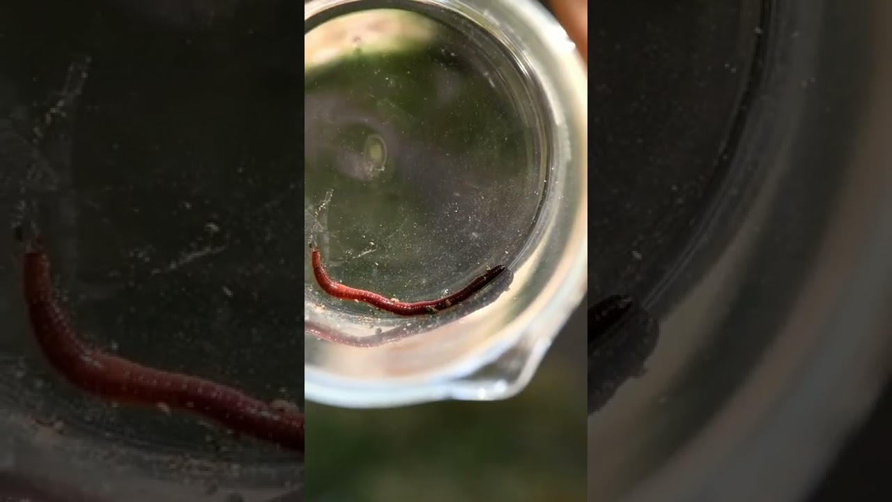 Earthworm in water 
