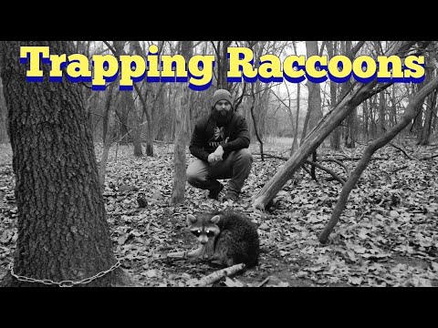 Trapping Raccoons | KOAM Outdoors Trapping - YouTube
