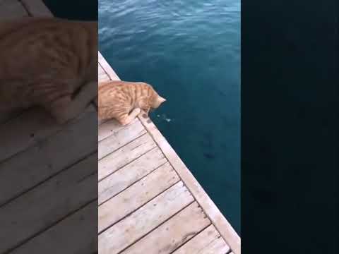    القط يصطاد سمك