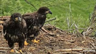 Decorah Eagles - North Nest 24.05.2024