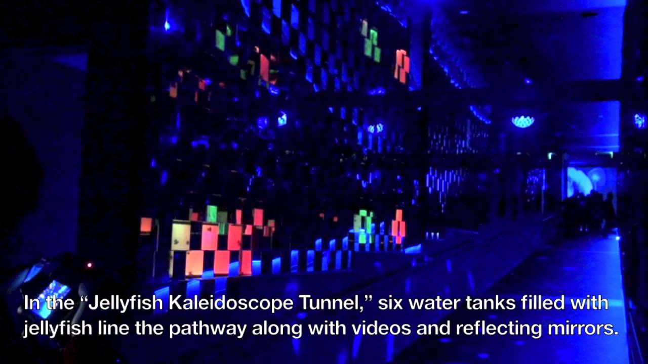 Water Tank Projection Mapping at Sumida Aquarium - YouTube