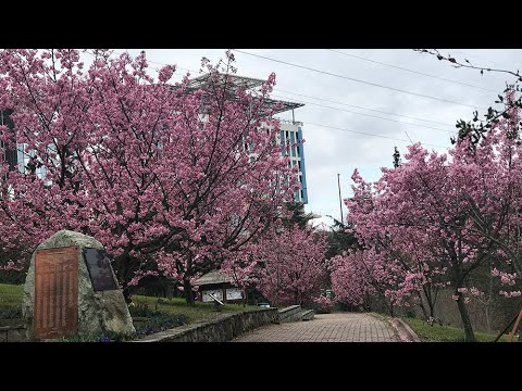 İstanbul'da Sakura Zamanı