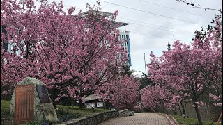 İstanbul'da Sakura Zamanı