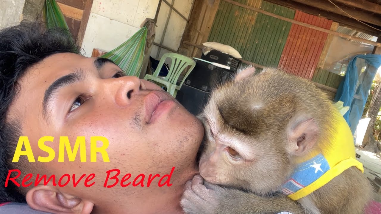 Cute Baby Monkey Zueii Really Love To Grooming & Remove Beard