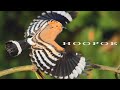 Bird sounds eurasian hoopoe singing at sunrise