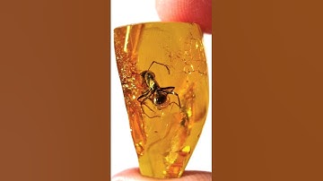 This Isn’t Just a Rock  It Traps Time Itself! #fact #funfact #amberfossil #short #shorts